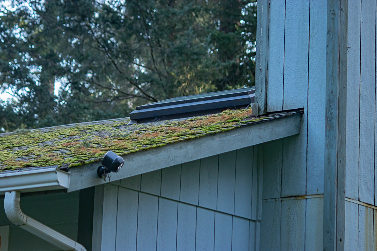 signs of roof leak dealing with moss growth