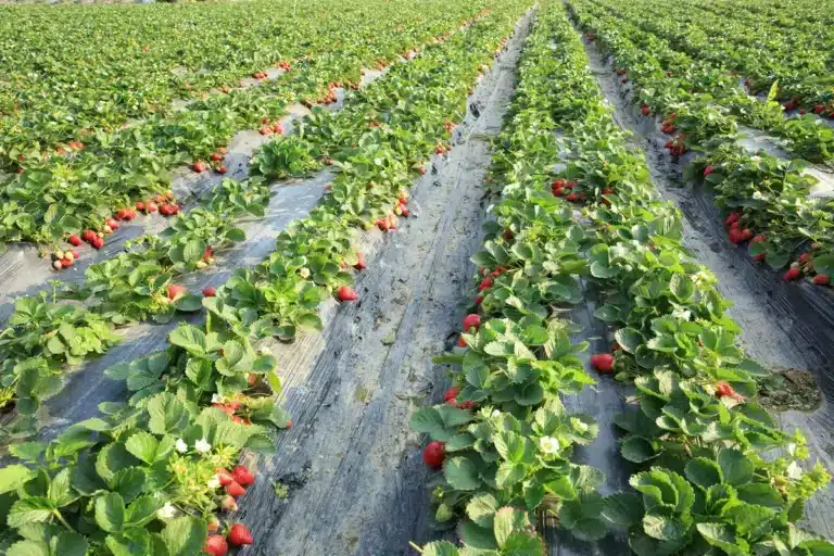 close up to strawberry plants in berry farm